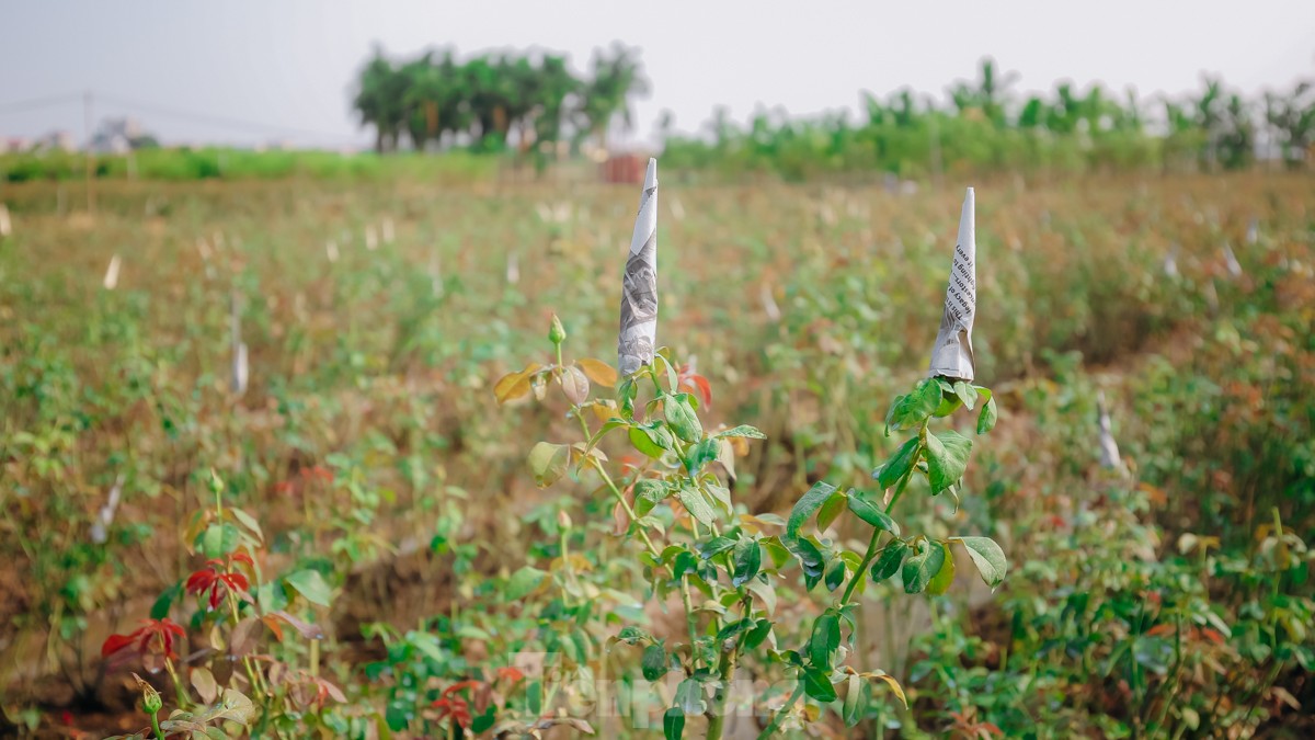 Nông dân làng hoa Mê Linh mất mùa 20/10, 'mót' từng bông hồng để bán - Ảnh 3