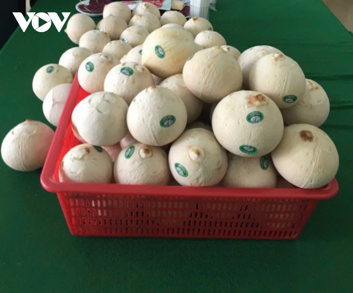 Chuẩn bị xuất lô dừa tươi chính ngạch sang thị trường Trung quốc - Ảnh 2