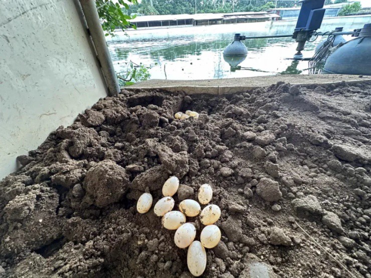 U50 kiếm hàng chục triệu nhờ livestream nuôi thứ không phải của mình - Ảnh 3