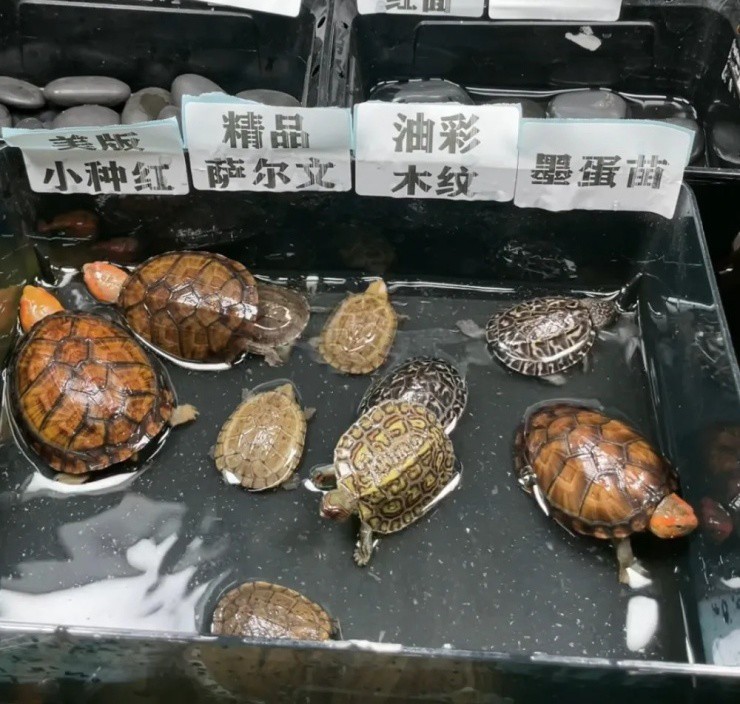 U50 kiếm hàng chục triệu nhờ livestream nuôi thứ không phải của mình - Ảnh 1