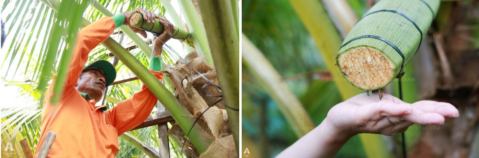 Những trái dừa "kỳ lạ" ở Trà Vinh và sự ra đời của loại đồ uống khiến khách Mỹ say mê - Ảnh 4