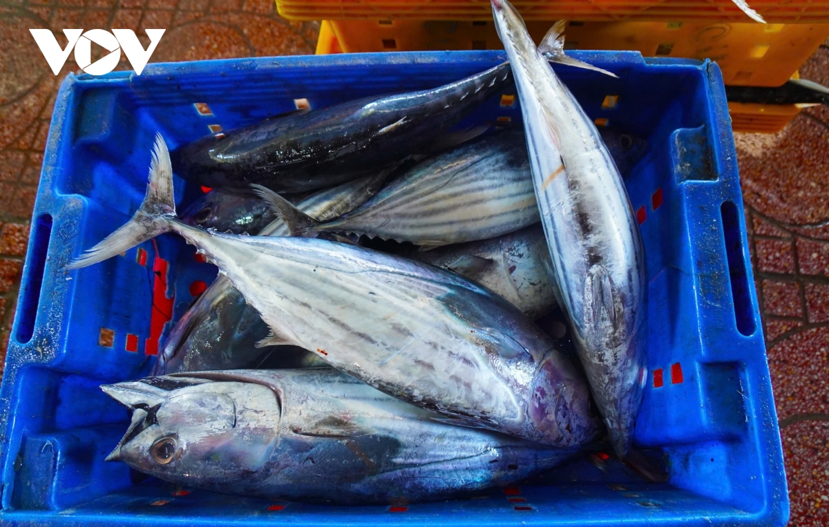 Ngư dân gặp khó khi khai thác cá ngừ vằn chiều dài tối thiểu 500mm - Ảnh 2