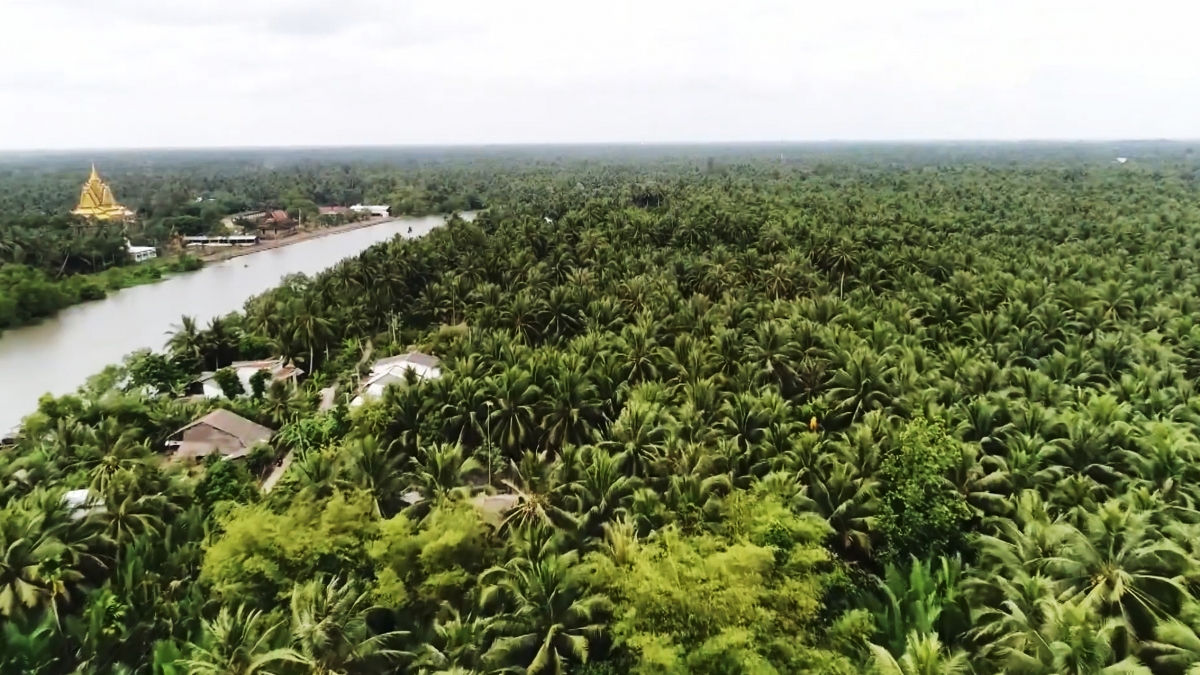 Đặc sản dừa sáp tăng giá, nhiều nông dân Khmer ở Trà Vinh khấm khá - Ảnh 5