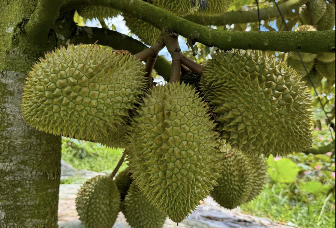 Mê "trái nhà giàu" từ cơm đến vỏ, quốc gia tỷ dân mạnh tay chi 3 tỷ USD để thưởng thức - Ảnh 3