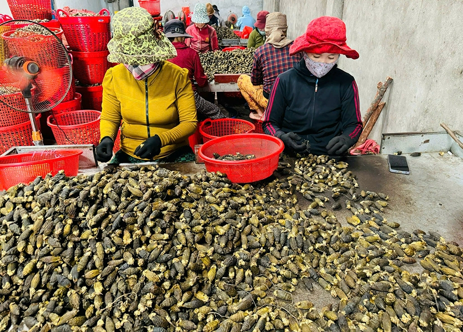 Vì sao giá cau tươi đột ngột "tuột dốc không phanh"? - Ảnh 5