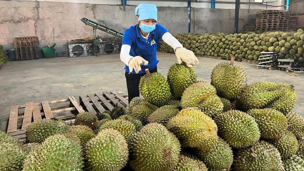 Mê "trái nhà giàu" từ cơm đến vỏ, quốc gia tỷ dân mạnh tay chi 3 tỷ USD để thưởng thức - Ảnh 1