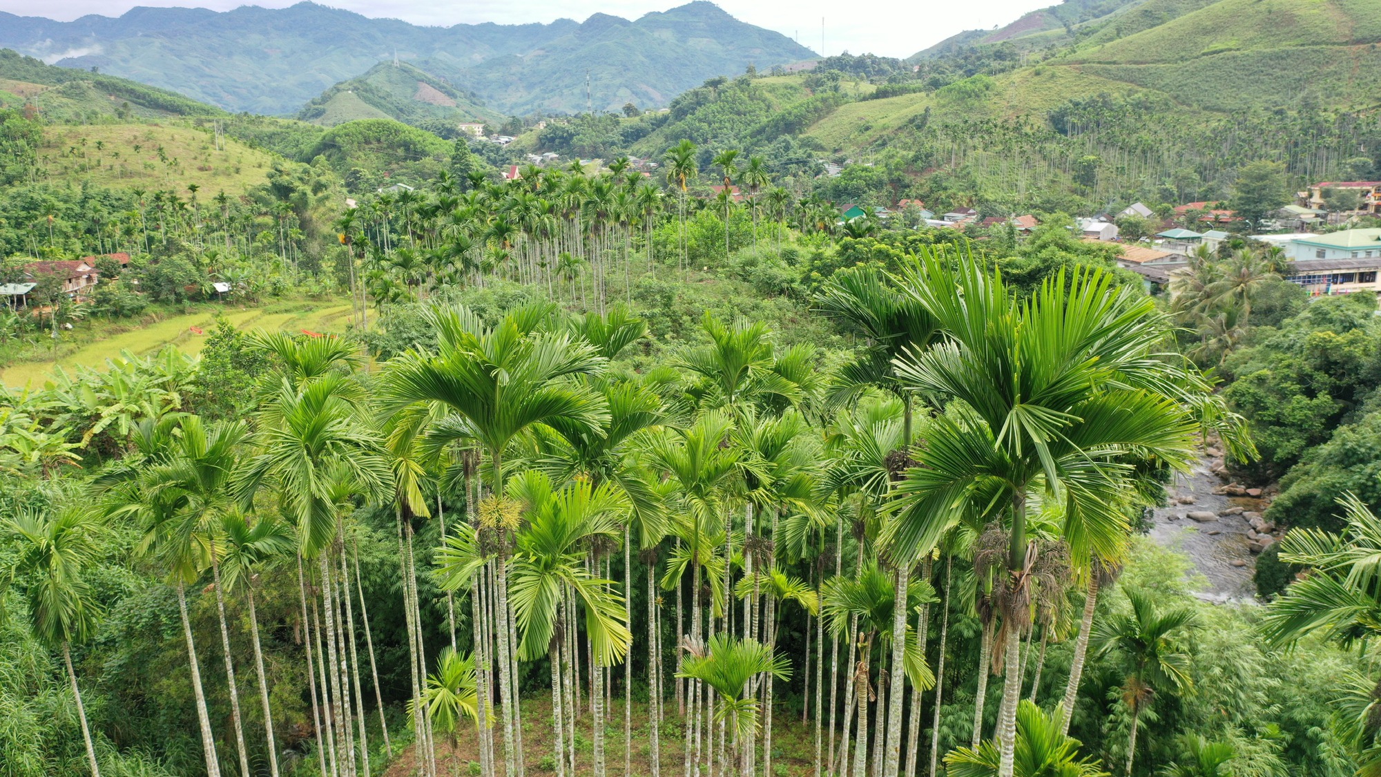 Quảng Ngãi: Giá cau cao kỷ lục, "trăm năm mới có một lần" - Ảnh 4