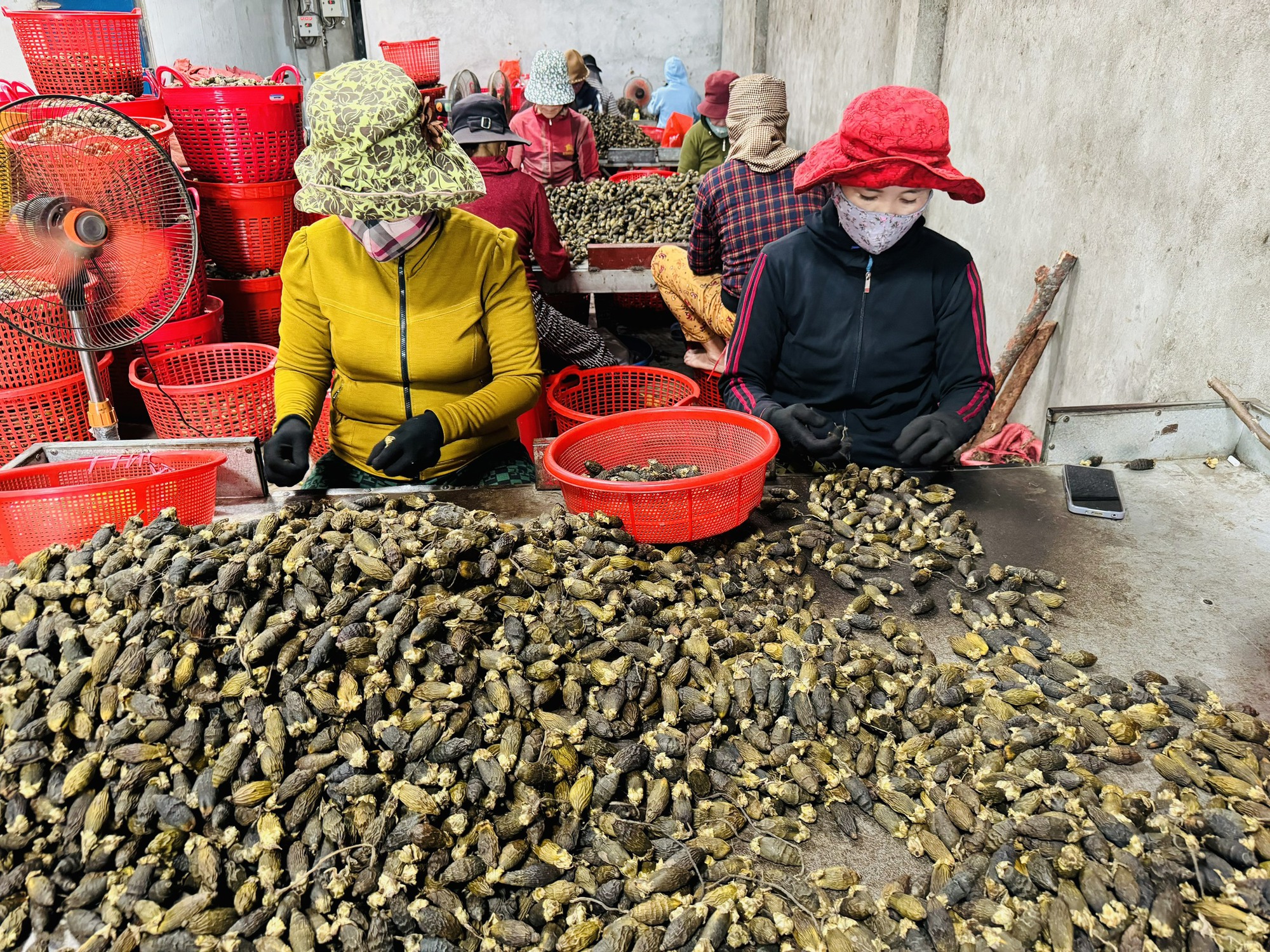 Quảng Ngãi: Giá cau cao kỷ lục, "trăm năm mới có một lần" - Ảnh 3