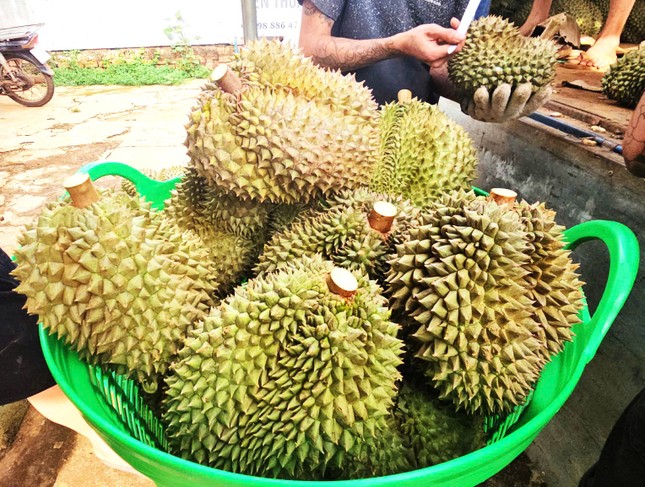 Phạt 4 doanh nghiệp nhúng sầu riêng vào thuốc không rõ nguồn gốc - Ảnh 1