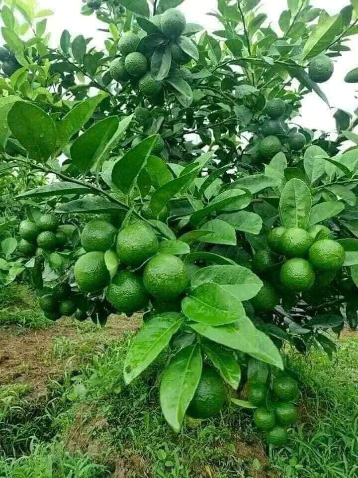 Trái chanh ở Tiền Giang giảm giá sâu, nhà vườn kém vui - Ảnh 2