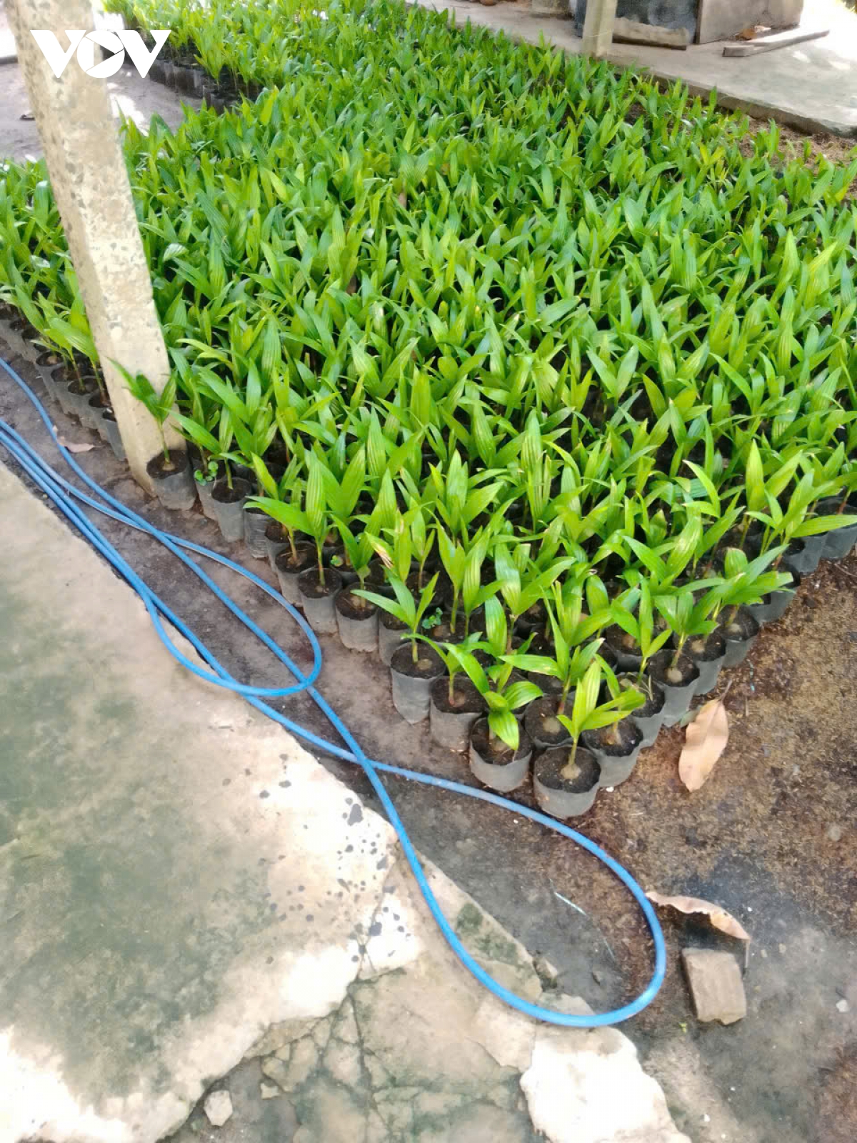 Trái cau thương phẩm giá tăng đột biến, người trồng bội thu - Ảnh 4