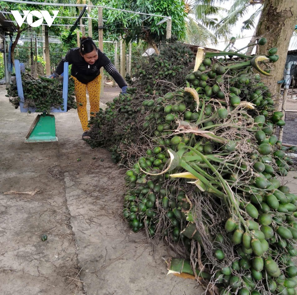 Trái cau thương phẩm giá tăng đột biến, người trồng bội thu - Ảnh 2