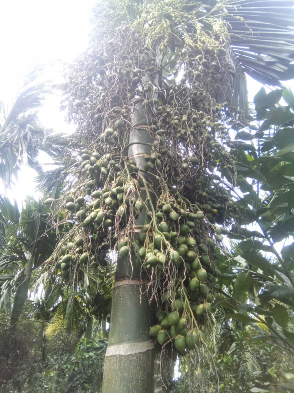 Trái cau thương phẩm giá tăng đột biến, người trồng bội thu - Ảnh 3