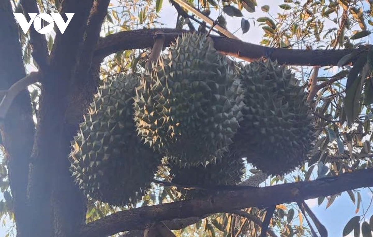 Vườn cây sầu riêng tỉnh Tiền Giang nguy cơ thất mùa dù giá rất cao - Ảnh 3