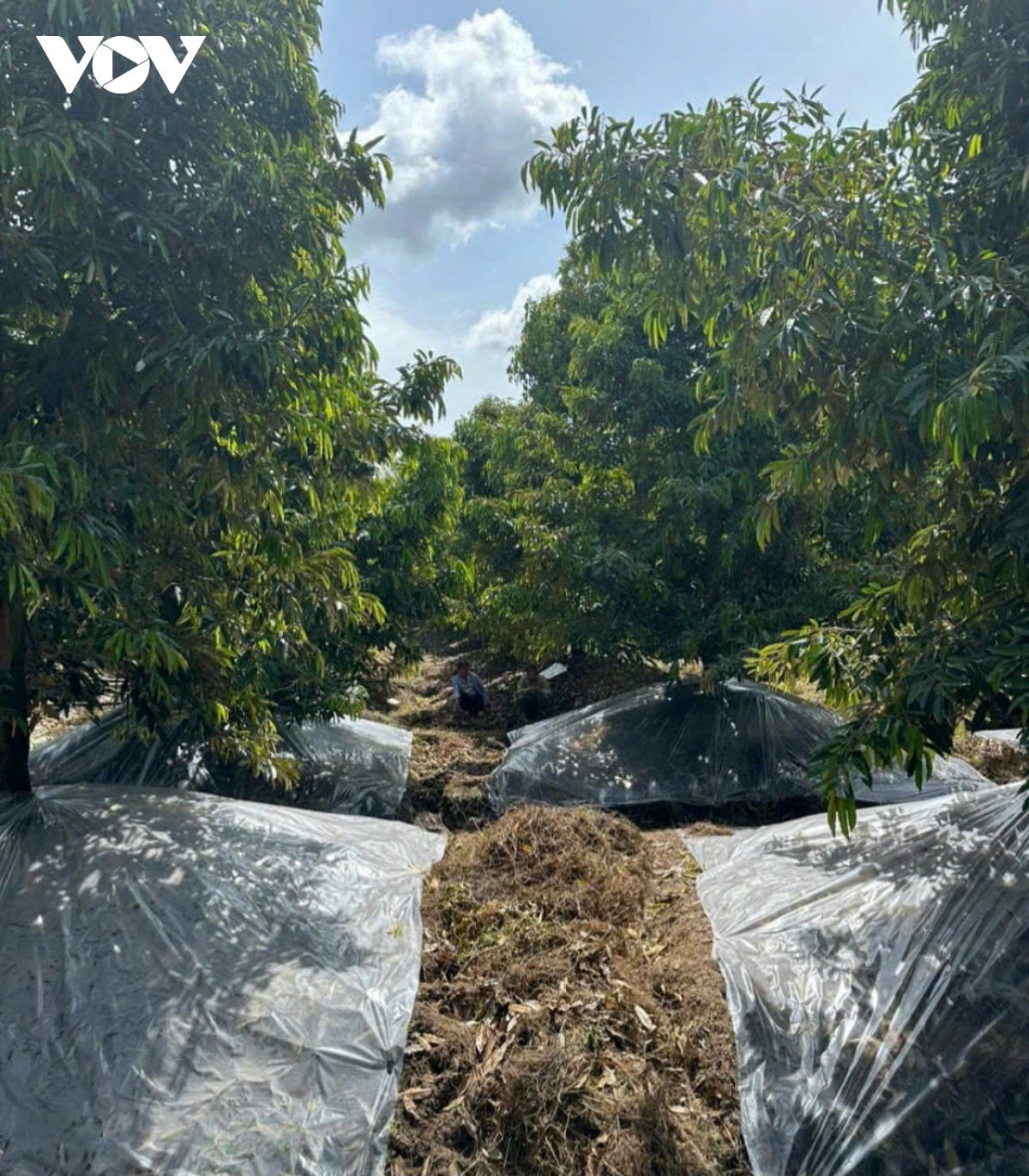 Vườn cây sầu riêng tỉnh Tiền Giang nguy cơ thất mùa dù giá rất cao - Ảnh 2