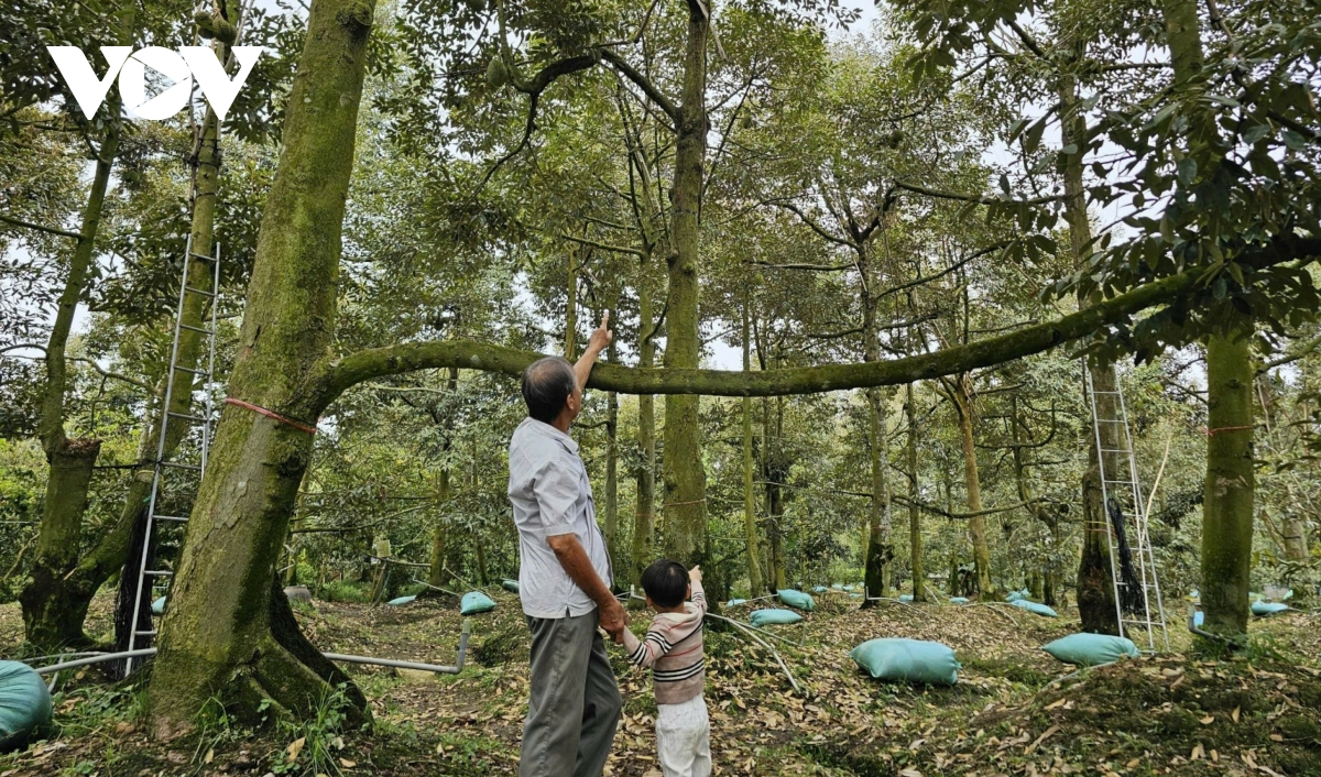 Vườn cây sầu riêng tỉnh Tiền Giang nguy cơ thất mùa dù giá rất cao - Ảnh 1