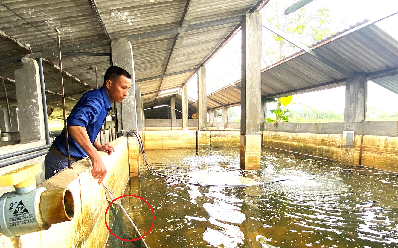 Ông nông dân lãi 6 tỷ đồng nhờ "bẻ lái" nuôi con "hiền như cục đất" trong bể - Ảnh 3