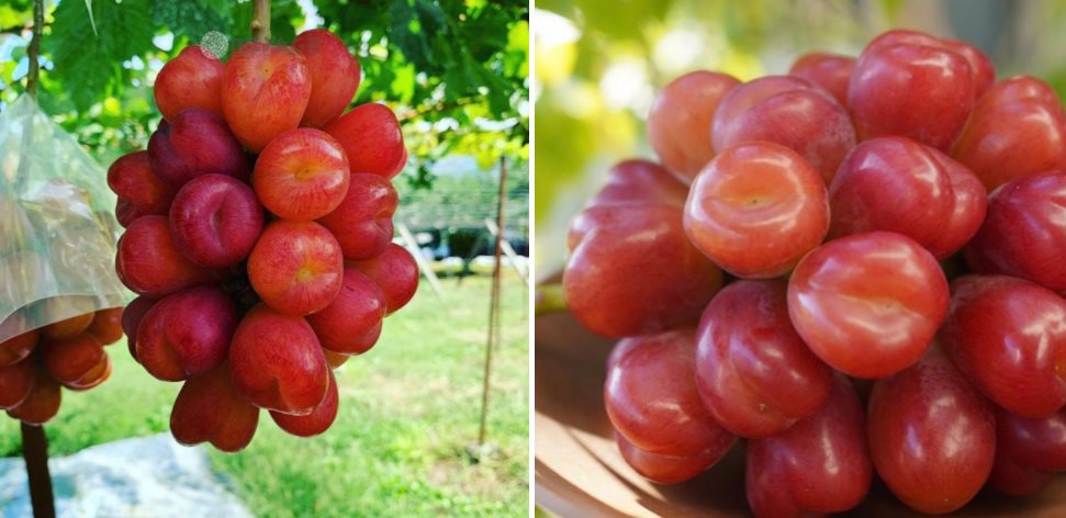 Quả "quý tộc" tràn ngập chợ Việt, giá bán mới là điều gây bất ngờ, nghe xong "đứng hình mất 5 giây" - Ảnh 4