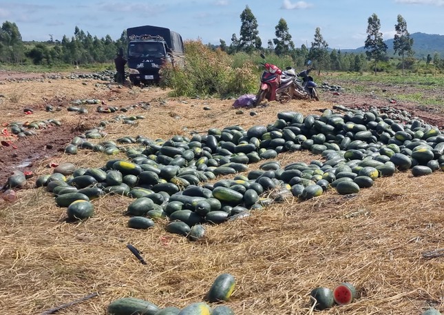 Xót cảnh dưa hấu cho bò ăn, vứt bỏ la liệt - Ảnh 4