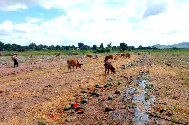 Xót cảnh dưa hấu cho bò ăn, vứt bỏ la liệt - Ảnh 11