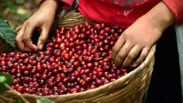 Giá cà phê tiếp đà lên đỉnh 27 năm - Ảnh 1