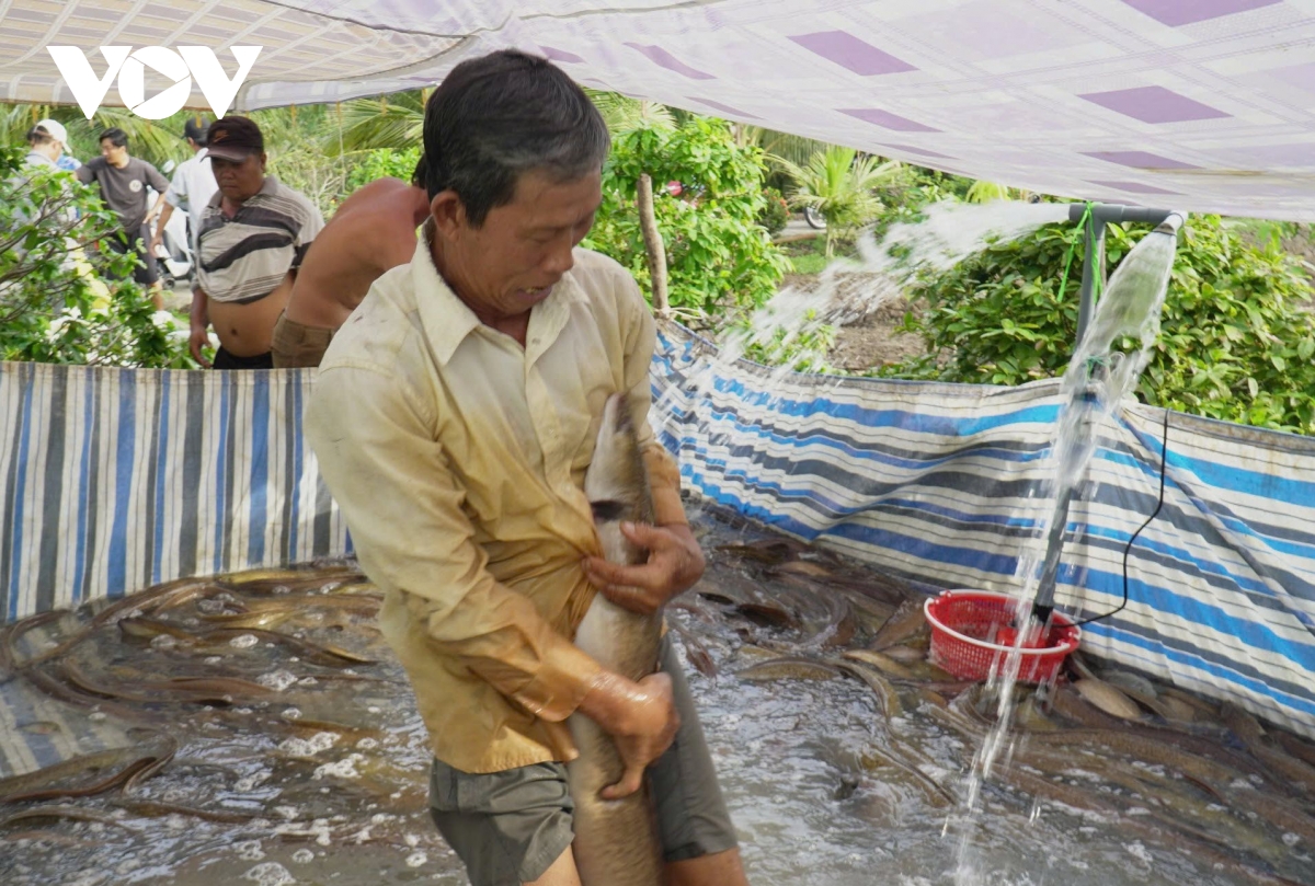 “Tuyệt chiêu” giúp lão nông Cà Mau "cãi vợ" nuôi cá chình thu lãi tiền tỷ - Ảnh 2