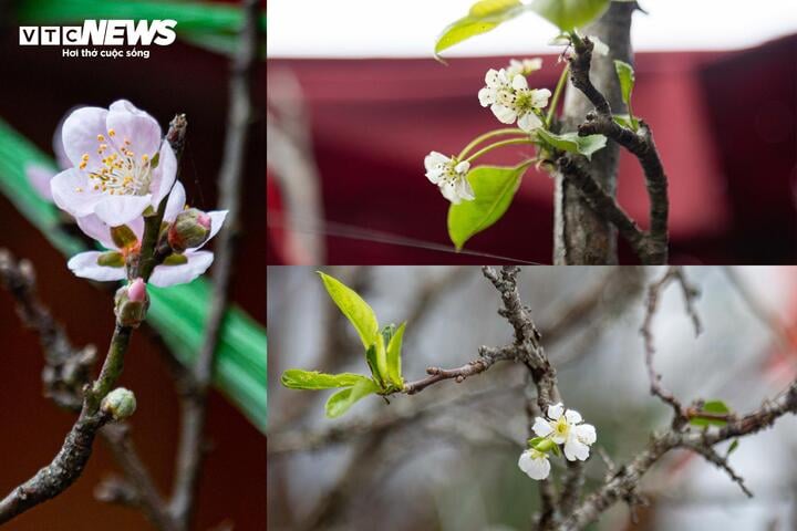 Chưa đến Tết, hoa rừng đã tấp nập xuống phố, hút khách mua - Ảnh 14