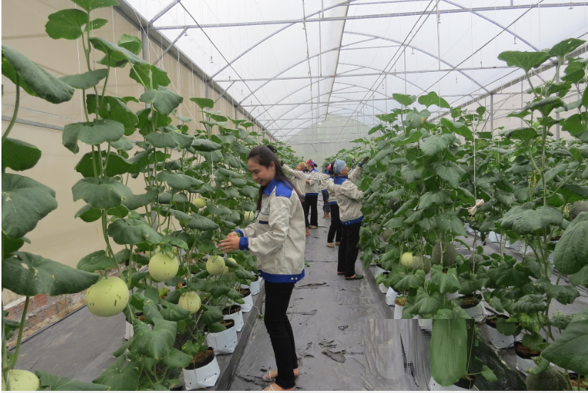 Chị nông dân nuôi con "ăn gì thải nấy" làm thức ăn cho cây, thu lãi 2,6 tỷ đồng/năm - Ảnh 2