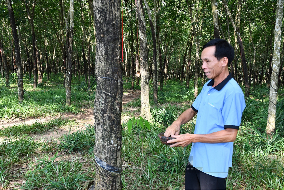 Anh nông dân nhẹ nhàng thu tiền tỷ nhờ trồng loại cây quý "đẻ ra vàng" - Ảnh 1