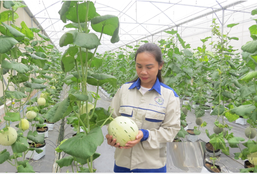 Chị nông dân nuôi con "ăn gì thải nấy" làm thức ăn cho cây, thu lãi 2,6 tỷ đồng/năm - Ảnh 1