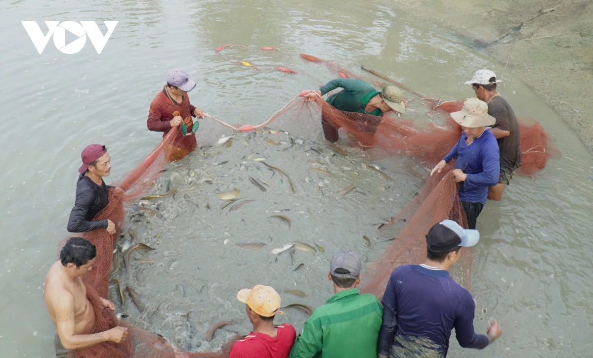 “Tuyệt chiêu” giúp lão nông Cà Mau "cãi vợ" nuôi cá chình thu lãi tiền tỷ - Ảnh 3