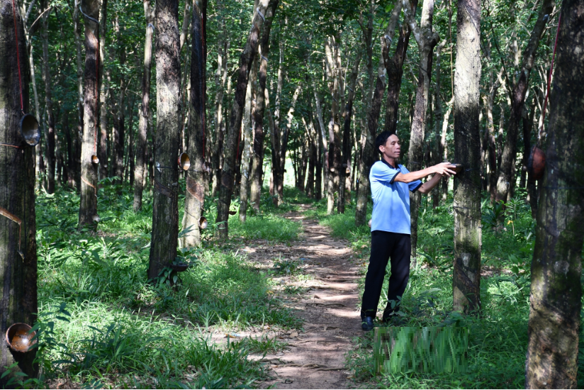 Anh nông dân nhẹ nhàng thu tiền tỷ nhờ trồng loại cây quý "đẻ ra vàng" - Ảnh 4