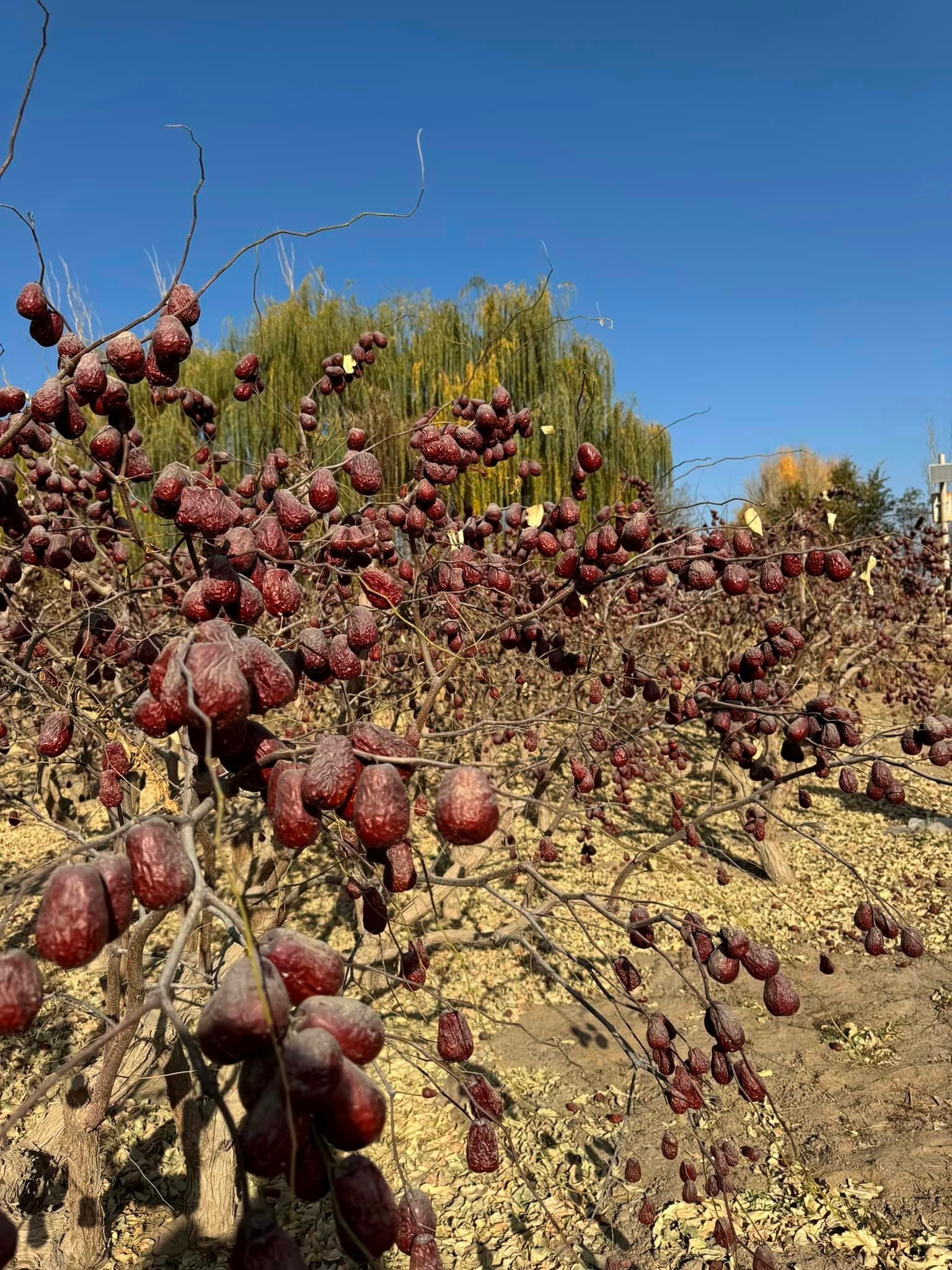 "Thần dược" trồng ở vùng đất lửa của Trung Quốc tràn sang Việt Nam, có loại giá chỉ 50.000 đồng/kg - Ảnh 1