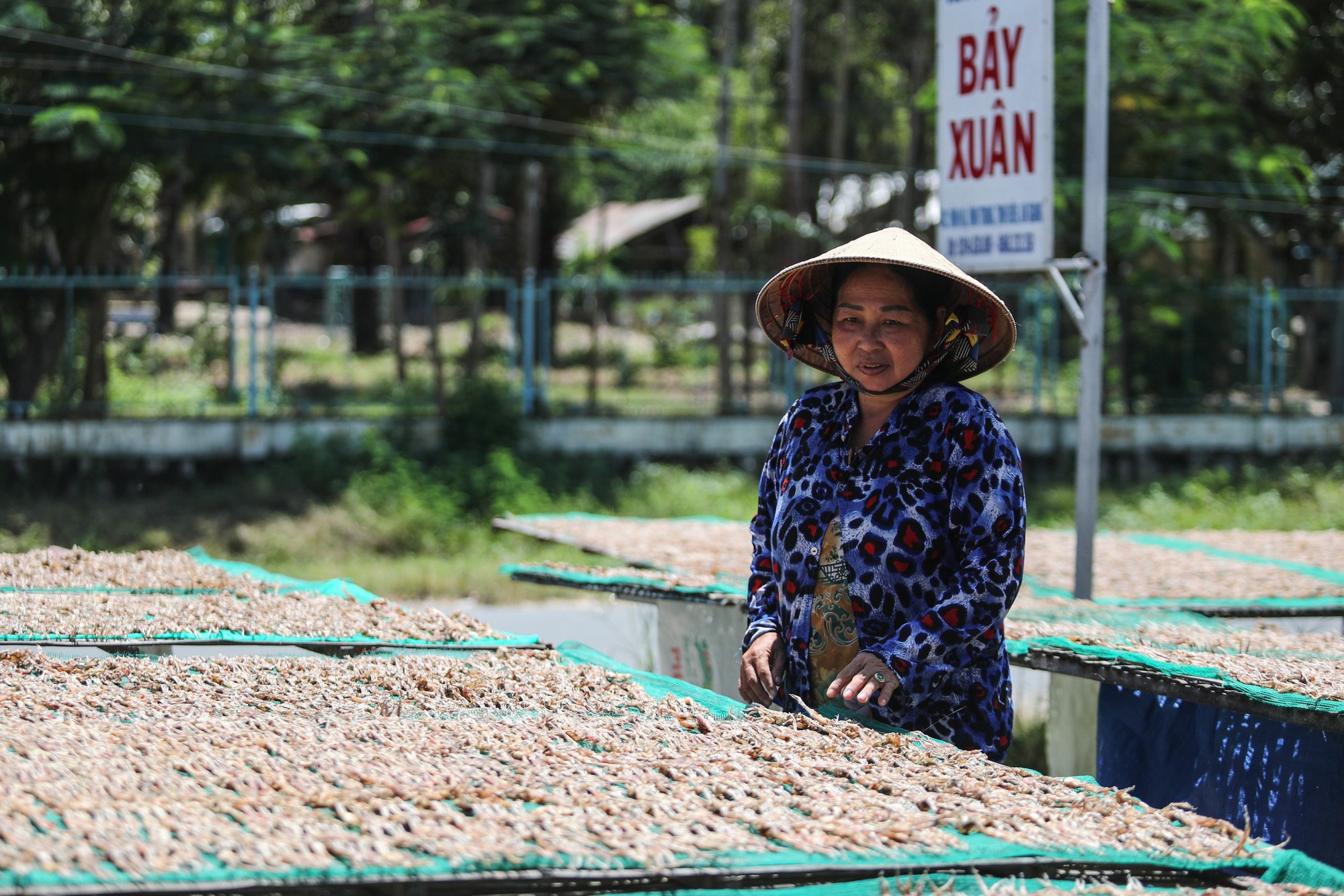 "Vũ nữ chân dài" đặc sản miền Tây vào mùa cao điểm, giá hơn nửa triệu 1kg vẫn hút khách - Ảnh 1