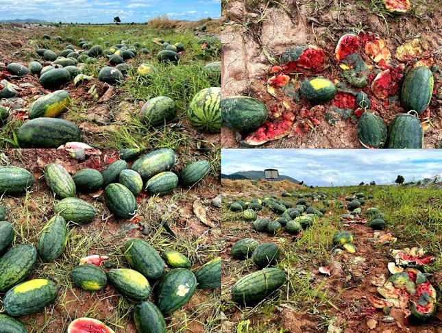 Xót cảnh dưa hấu cho bò ăn, vứt bỏ la liệt - Ảnh 8