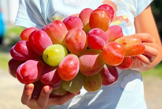 Quả "quý tộc" tràn ngập chợ Việt, giá bán mới là điều gây bất ngờ, nghe xong "đứng hình mất 5 giây" - Ảnh 3