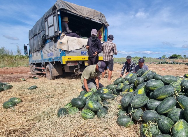 Xót cảnh dưa hấu cho bò ăn, vứt bỏ la liệt - Ảnh 6