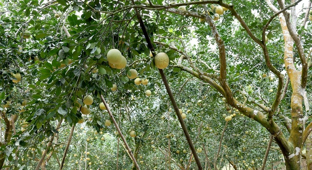 Sự thật đằng sau loại trái cây đặc sản mọng nước, dày mình, thanh mát được rao bán chưa đến 3.000 đồng/quả - Ảnh 1