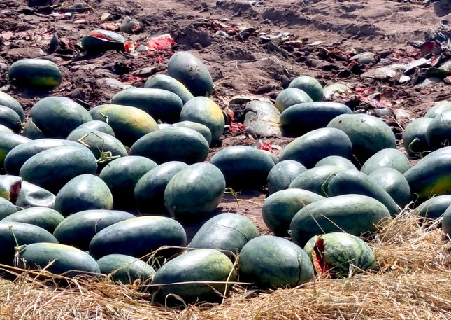 Xót cảnh dưa hấu cho bò ăn, vứt bỏ la liệt - Ảnh 10