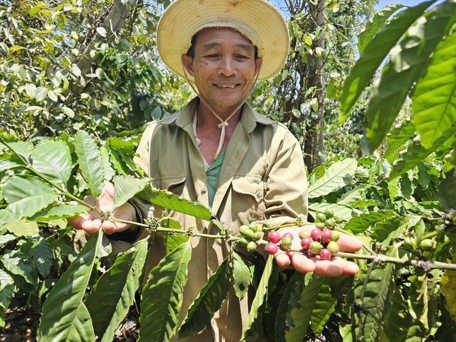 Thủ phủ cà phê vẫn chưa hết lo dù giá tăng đột biến - Ảnh 1