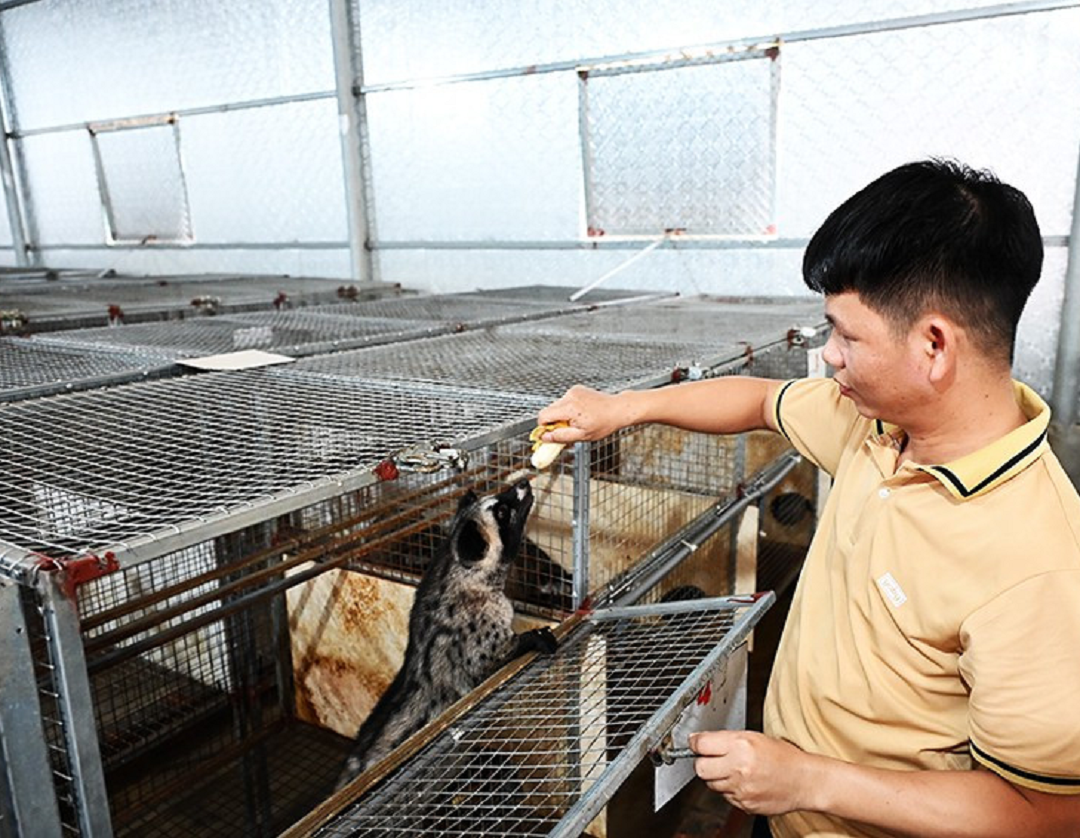 Anh nông dân lãi 500 triệu đồng nhờ "bẻ lái" nuôi con "hiền như cục đất" mê ăn chuối - Ảnh 2