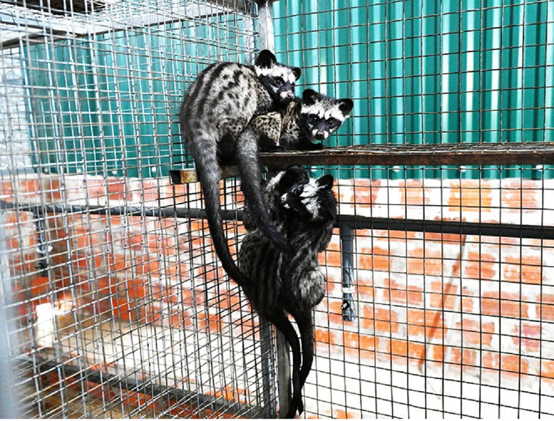 Anh nông dân lãi 500 triệu đồng nhờ "bẻ lái" nuôi con "hiền như cục đất" mê ăn chuối - Ảnh 3