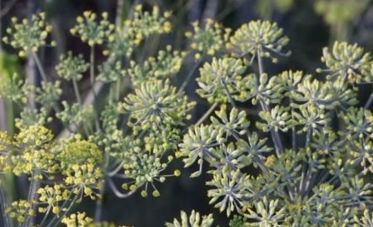 Được thiên nhiên ưu đãi để trồng loại cây ra hoa triệu đô, Việt Nam vươn lên trở thành ông trùm đứng thứ 2 toàn cầu: Thu hơn 52 triệu USD kể từ đầu năm, Ấn Độ, Mỹ đều đua nhau săn mua - Ảnh 1