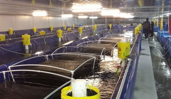 Mặt hàng có kim ngạch lớn nhất trong nhóm thủy sản của Việt Nam: Mỹ, Trung Quốc đua nhau lùng mua, thu về 3,2 tỷ USD kể từ đầu năm - Ảnh 1