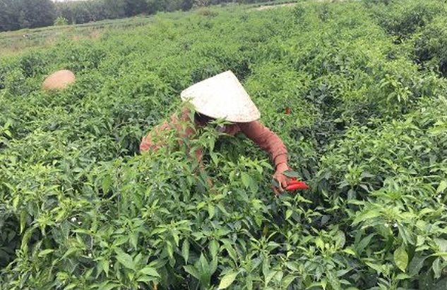 Việt Nam sở hữu loại quả gia vị triệu đô được Lào, Trung Quốc cực kỳ mê: Thu về 23 triệu USD kể từ đầu năm, nước ta có sản lượng hàng trăm nghìn tấn - Ảnh 1