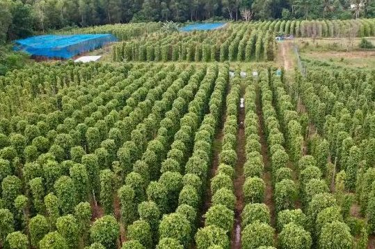 Đức liên tục chốt đơn sản vật đắt đỏ này: Việt Nam xuất khẩu bằng cả thế giới cộng lại, 120 quốc gia săn mua - Ảnh 1