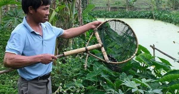 Anh nông dân lãi 400 triệu đồng/năm nhờ "bẻ lái" nuôi con đặc sản siêu mắn đẻ