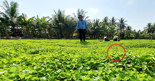 Ông nông dân lãi 1 tỷ đồng nhờ "bẻ lái" trồng thứ rau dại xưa chỉ cho trâu bò ăn