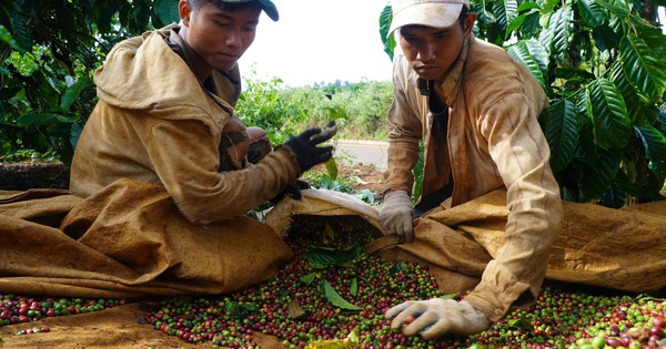 Giá cà phê ổn định, minh bạch hơn với sàn giao dịch, nhưng... cẩn trọng!