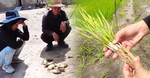 Ruộng lúa Việt Nam ở châu Phi bỗng mắc bệnh lạ, đàn ngan bị chết một nửa khiến chủ trang trại thẫn thờ